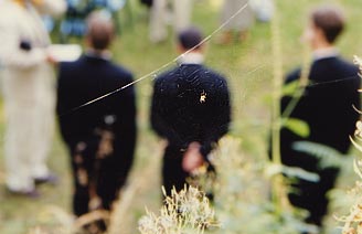Caught in a web