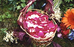 Rose Petals